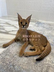 特定動物　サーバル、サバンナ