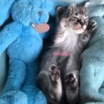 F3カラキャット