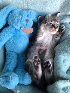 F3カラキャット