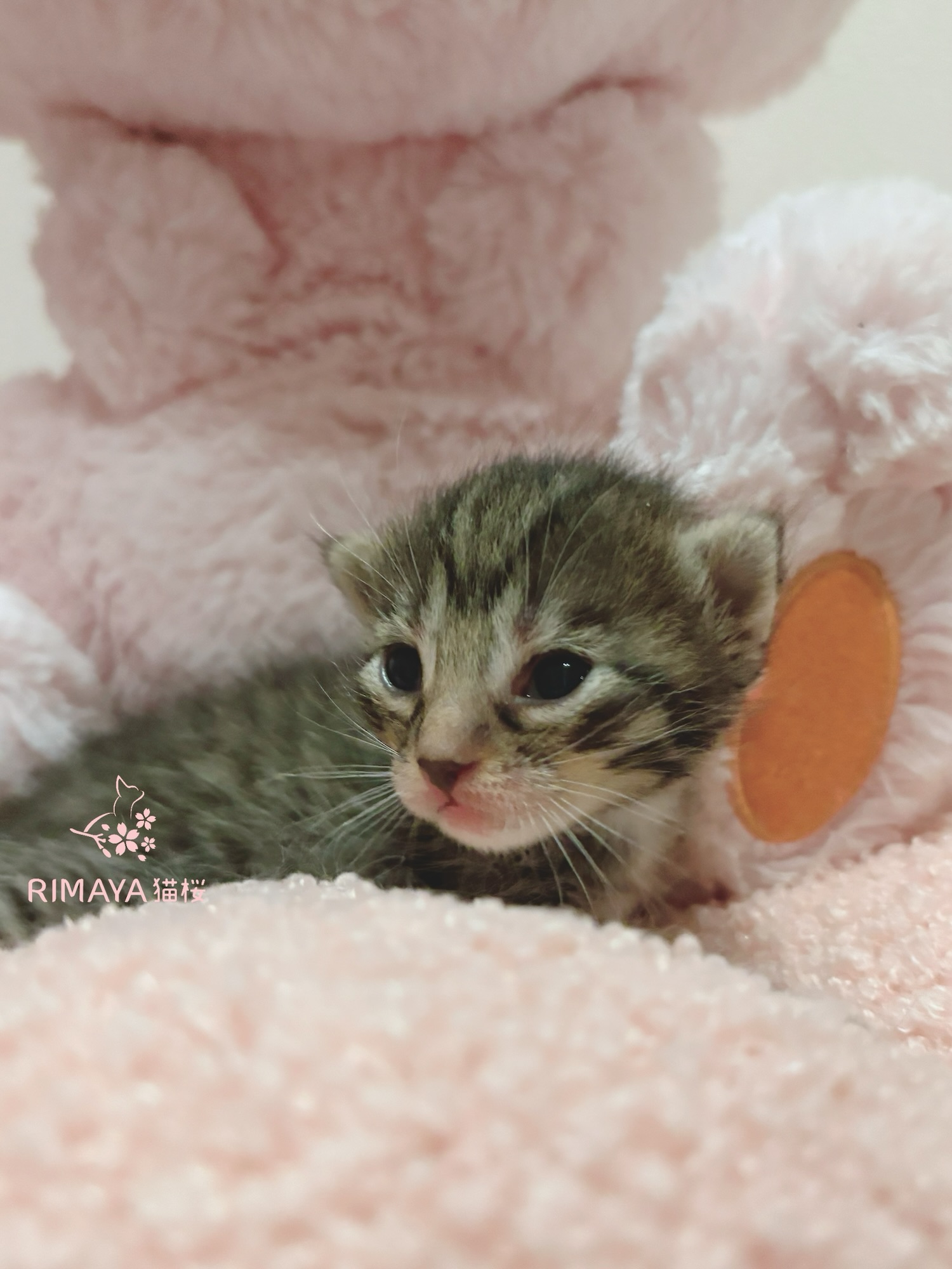 サバンナ　写真up!