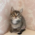 F7サバンナ子猫予約開始