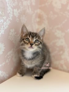 F7サバンナ子猫予約開始