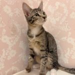 サバンナちゃんの写真を撮影しました！