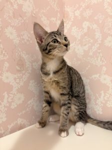 サバンナちゃんの写真を撮影しました！